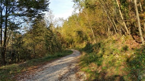gozdna pot